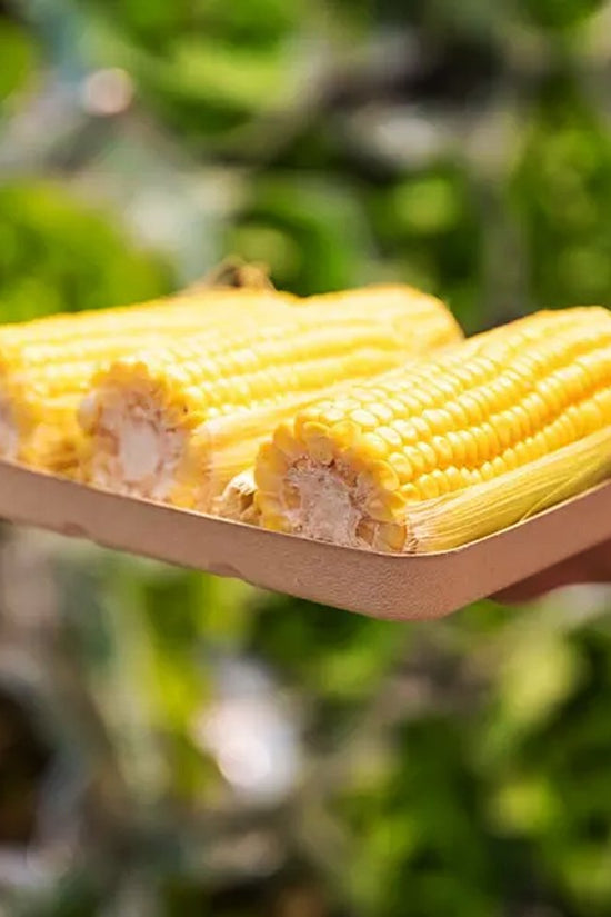 480g Plant Fibre Produce Tray - 600/CTN - TEM IMPORTS™