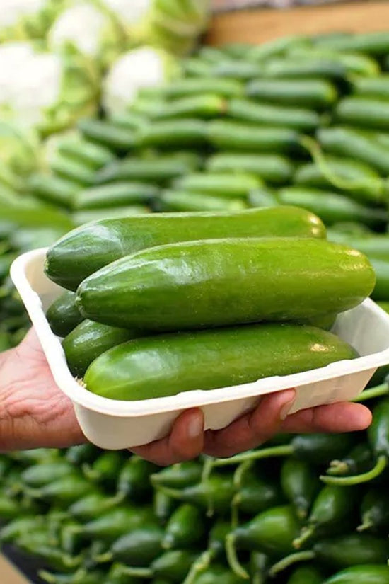 500g Plant Fibre Produce Tray - 500/CTN - TEM IMPORTS™